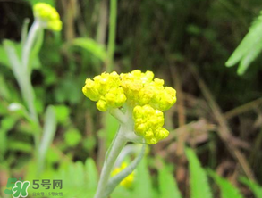 清明菜開花了能不能吃？清明菜怎么吃？