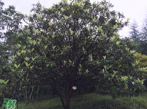 枇杷樹(shù)幾年結(jié)果？枇杷樹(shù)為什么不結(jié)果？