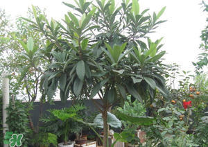 枇杷樹(shù)幾年結(jié)果？枇杷樹(shù)為什么不結(jié)果？