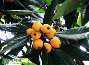 枇杷樹(shù)幾年結(jié)果？枇杷樹(shù)為什么不結(jié)果？