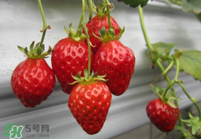 枇杷和草莓能一起吃嗎？枇杷能和草莓能一起吃嗎？