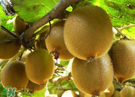 ?枇杷能和獼猴桃一起吃嗎？?枇杷可以和獼猴桃能一起吃嗎？