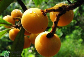 枇杷和蘋果能一起吃嗎？蘋果和枇杷能一起煮嗎？