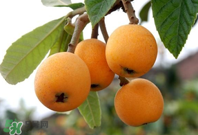 枇杷能和雞蛋一起吃嗎？枇杷可以和蛋一起吃嗎？