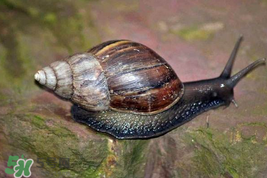 福壽螺能吃嗎？福壽螺吃了會怎么樣？