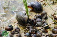 福壽螺能吃嗎？福壽螺吃了會怎么樣？