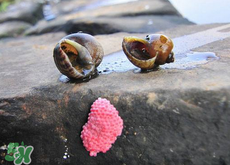 福壽螺能吃嗎？福壽螺吃了會怎么樣？