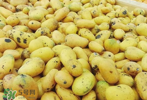 芒果爛了一點能吃嗎？芒果爛了一半還能吃嗎？