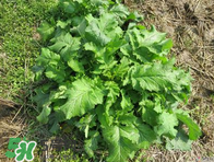 臘菜怎么腌制？臘菜怎么做好吃？