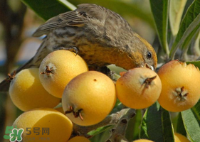 吃枇杷會(huì)胖嗎？晚上吃枇杷會(huì)胖嗎？