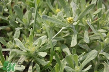 艾草可以治痛經(jīng)嗎？艾草能治月經(jīng)不調嗎？