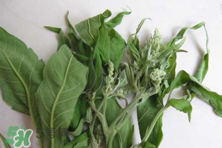 艾草可以治痛經(jīng)嗎？艾草能治月經(jīng)不調嗎？