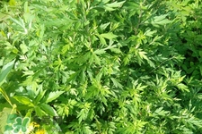 艾草可以治感冒嗎？艾草如何治療感冒？