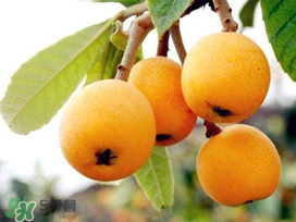 新鮮枇杷怎么吃止咳？新鮮枇杷怎么吃？