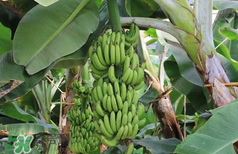 香蕉上有黑點(diǎn)能吃嗎？帶黑點(diǎn)的香蕉能吃嗎？