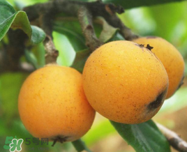 新鮮枇杷怎么吃止咳？新鮮枇杷怎么吃？