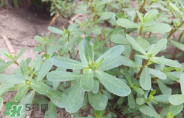 馬齒莧孕婦能吃嗎？馬齒莧孕婦可以外用嗎？