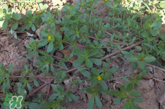 馬齒莧孕婦能吃嗎？馬齒莧孕婦可以外用嗎？