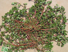 馬齒莧孕婦能吃嗎？馬齒莧孕婦可以外用嗎？