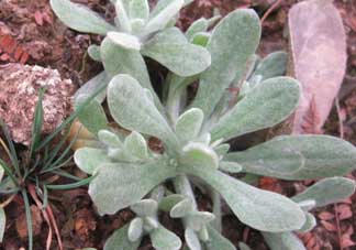 清明菜怎么保存？清明菜可以放冰箱嗎？