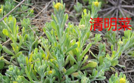 曲曲菜是苦菜嗎？曲曲菜和苦菜有什么區(qū)別？