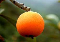 寶寶感冒可以吃枇杷嗎？寶寶感冒能吃枇杷嗎？