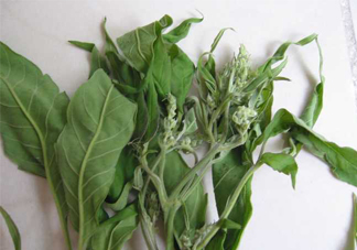 艾草可以治療宮寒嗎？艾草泡腳能治宮寒嗎？