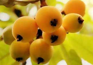 枇杷和蘋果能一起吃嗎？蘋果和枇杷能一起煮嗎？