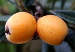 糖尿病能吃枇杷嗎？糖尿病人能吃枇杷嗎？