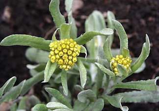 孕婦可以吃清明菜嗎？清明菜孕婦能吃嗎？