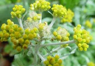 清明菜開花了能不能吃？清明菜怎么吃？