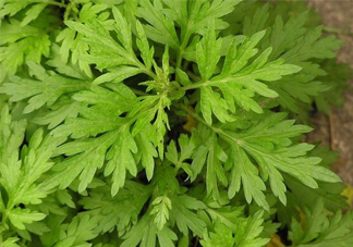 艾草吃了有什么好處？艾草吃多了會(huì)怎樣？