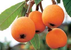 六個(gè)月寶寶可以吃枇杷嗎？6個(gè)月的寶寶能吃枇杷嗎？