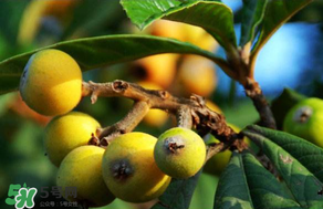 枇杷可以和蔥一起煮嗎？蔥和枇杷葉一起煮可以喝嗎？