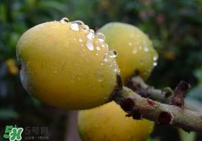 枇杷可以和蔥一起煮嗎？蔥和枇杷葉一起煮可以喝嗎？