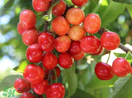 枇杷和櫻桃能一起吃嗎？枇杷和櫻桃可以一起吃嗎？