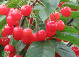 枇杷和櫻桃能一起吃嗎？枇杷和櫻桃可以一起吃嗎？