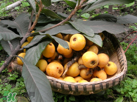 枇杷和櫻桃能一起吃嗎？枇杷和櫻桃可以一起吃嗎？