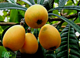 枇杷和桃可以一起吃嗎？枇杷和桃子能一起吃嗎？