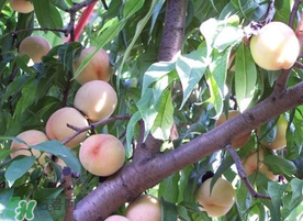 枇杷和桃可以一起吃嗎？枇杷和桃子能一起吃嗎？