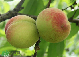 枇杷和桃可以一起吃嗎？枇杷和桃子能一起吃嗎？