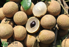 枇杷和龍眼能一起吃嗎？枇杷和桂圓能一起吃嗎？