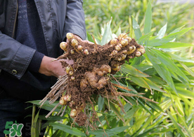枇杷和姜能一起吃嗎？枇杷和生姜能一起煮嗎？