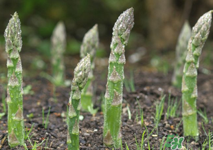 蘆筍什么人不能吃？蘆筍哪些人不能吃？