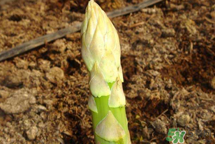 蘆筍什么人不能吃？蘆筍哪些人不能吃？