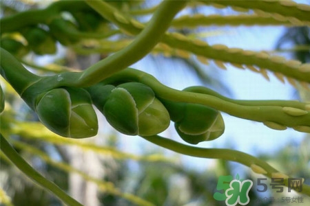 檳榔的營養(yǎng)價值 檳榔的功效與作用 檳榔的營養(yǎng)價值 檳榔的功效與作用