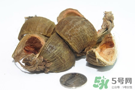 檳榔的營養(yǎng)價值 檳榔的功效與作用 檳榔的營養(yǎng)價值 檳榔的功效與作用