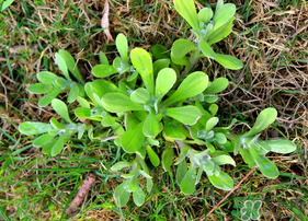 清明菜可以種植嗎？清明菜怎么種植？