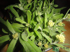 清明菜可以種植嗎？清明菜怎么種植？