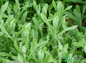 清明菜可以種植嗎？清明菜怎么種植？